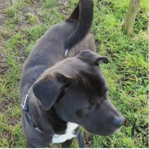 Dogs (Item) and 20 more pages - Profile 1 - Microsoft​ Edge 15_06_2025 06_57_58
