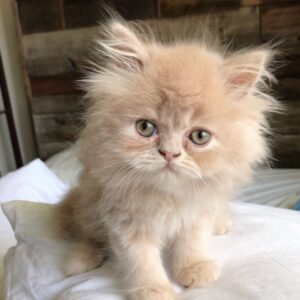 Doll Face Persian