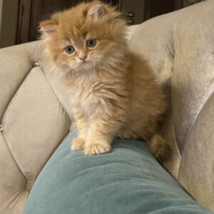cutie