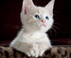 kitty-cat-kitten-pet-45201